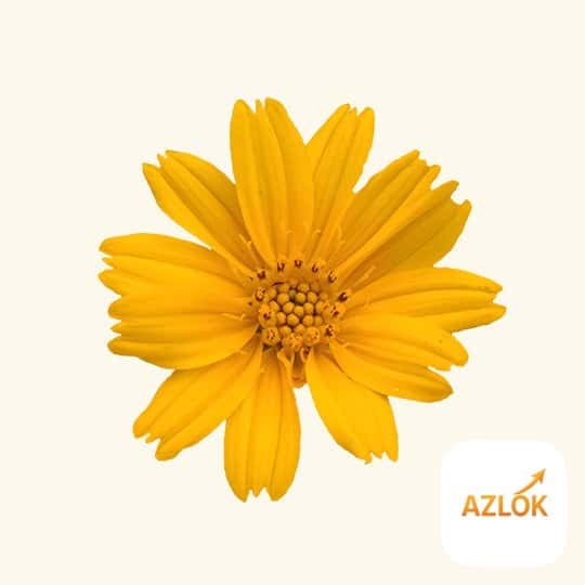 Black Musk Fragrance Oil