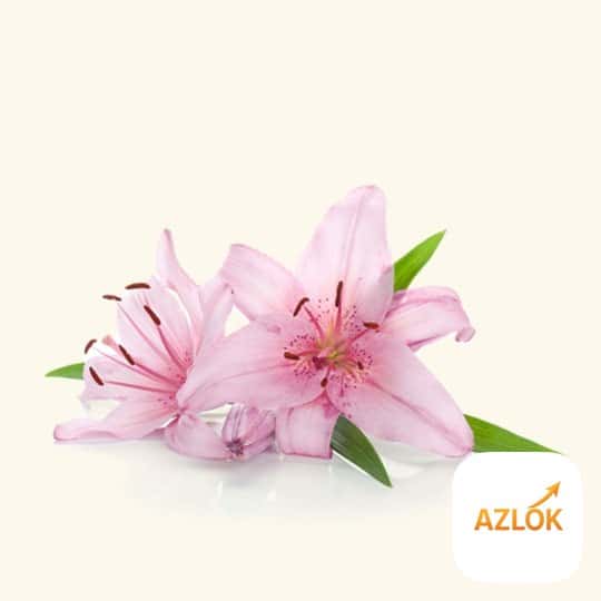 Lily Absolute Oil