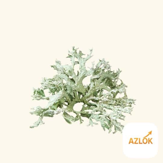 Oakmoss Absolute Oil