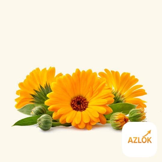 Calendula Fragrance Oil - Image 1