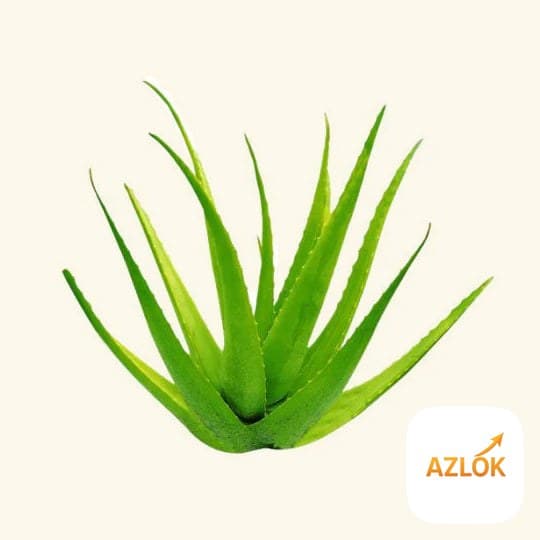 Aloe Vera Flavor Oil - Image 1