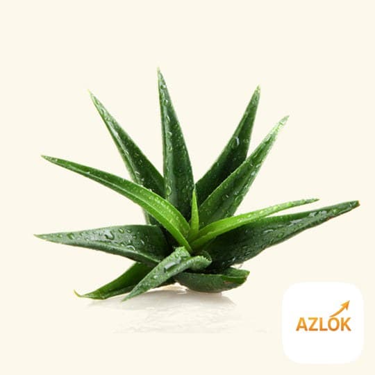 Aloevera Fragrance Oil - Image 1