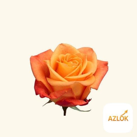 Amber Rose Essential Oil - Image 1
