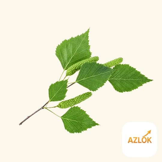 Birch Essential Oil - Image 1