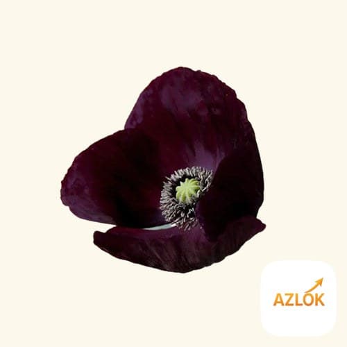 Black Opium Fragrance Oil - Image 1