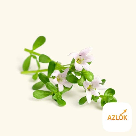 Brahmi Oil - Image 1