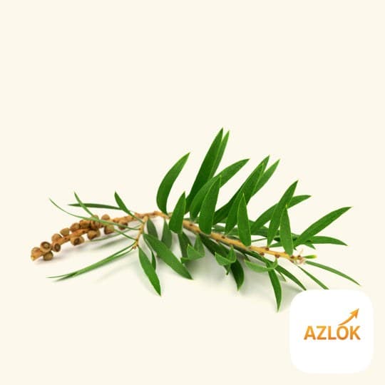 Cajeput Essential Oil - Image 1