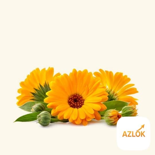 Calendula Essential Oil - Image 1