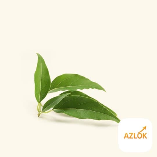 Camphor Essential Oil - Image 1