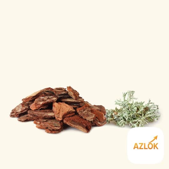 Cedar & Oakmoss Fragrance Oil - Image 1