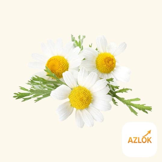 Chamomile Flavor Oil - Image 1