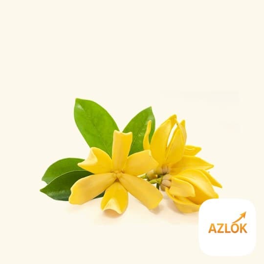 Champaca Essential Oil - Image 1