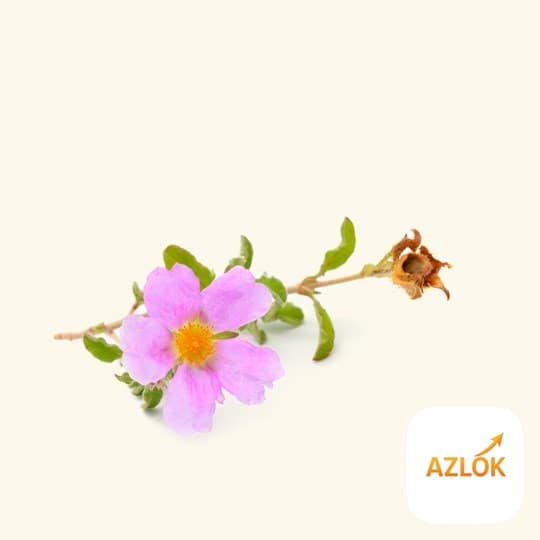 Cistus Essential Oil - Image 1