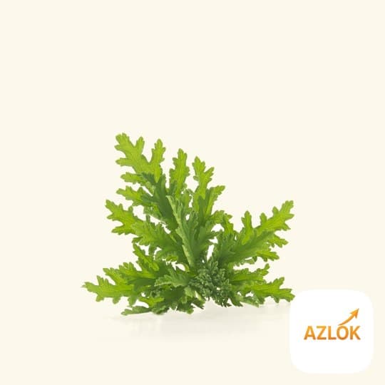 Citronella Essential Oil - Image 1
