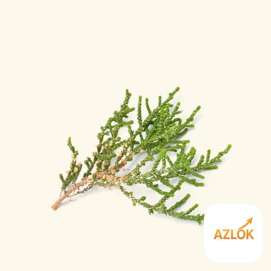 Cypress Essential Oil - Image 1