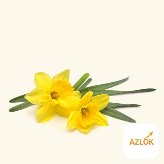 Daffodil Fragrance Oil - Image 1