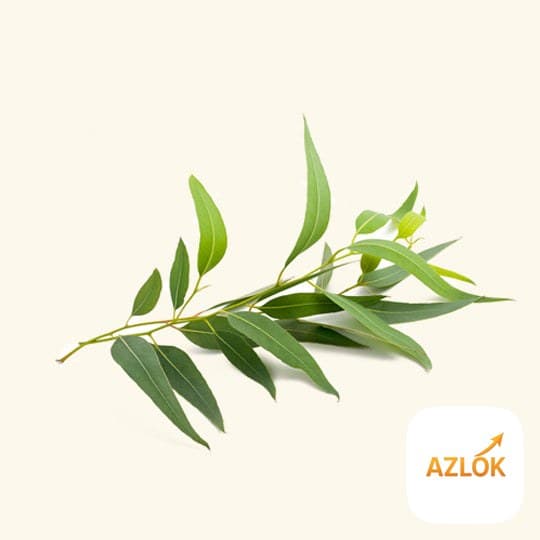 Eucalyptus Fragrance Oil - Image 1