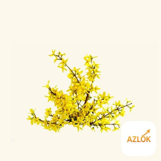 Galbanum Essential Oil - Image 1