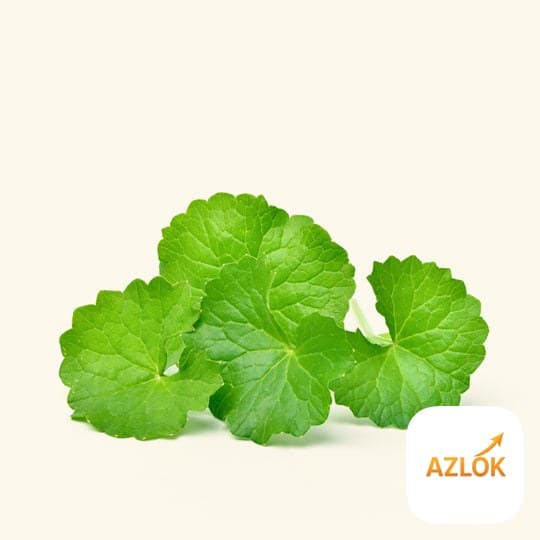 Gotu Kola Liquid Extract - Image 1