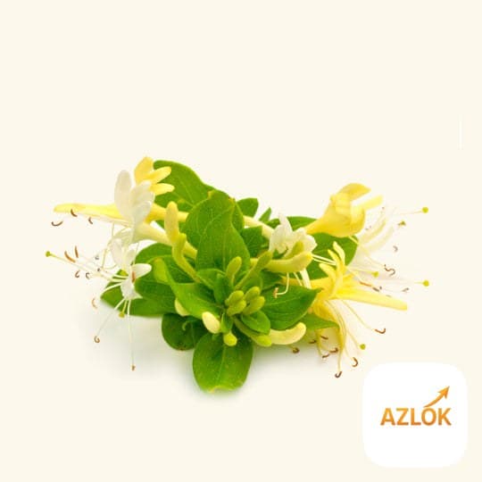 Honeysuckle Essential Oil - Image 1