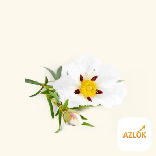 Labdanum Essential Oil - Image 1