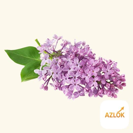 Lilac & Lilies Fragrance Oil - Image 1