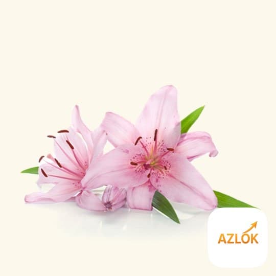 Lily Absolute Oil - Image 1