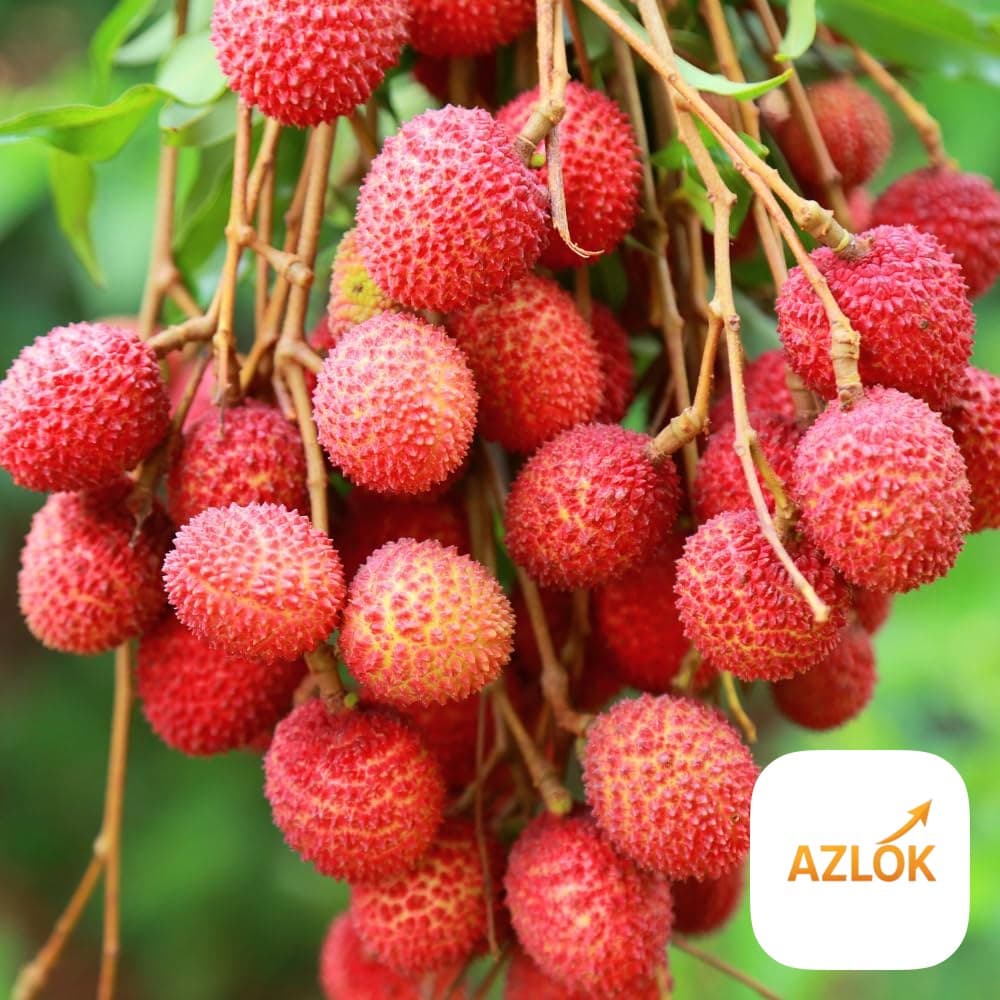 Litchi Fragrance Oil - Image 1