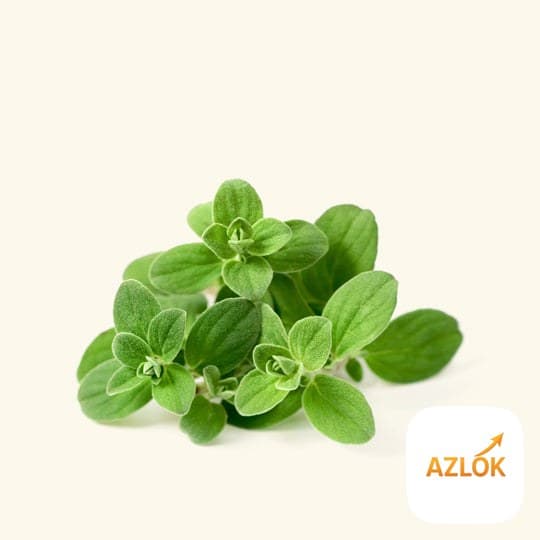 Sweet Marjoram Essential Oil - Image 1