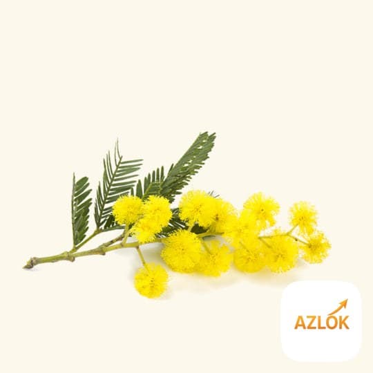 Mimosa Essential Oil - Image 1