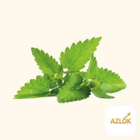 Mint Flavor Oil - Image 1