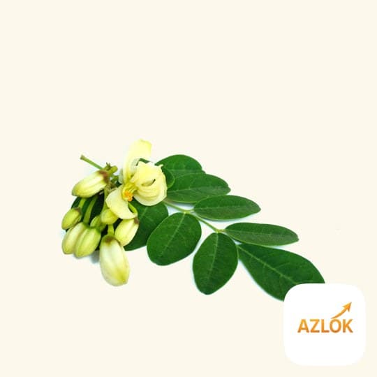 Moringa Oil - Image 1