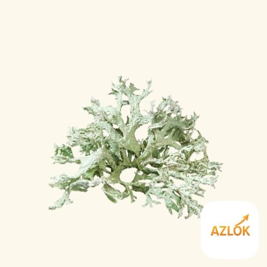 Oakmoss Absolute Oil - Image 1