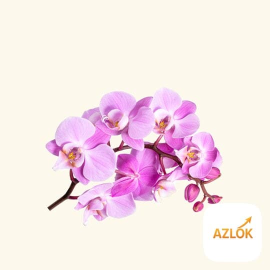 Orchid Flower Fragrance Oil - Image 1