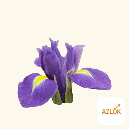 Orris Essential Oil - Image 1