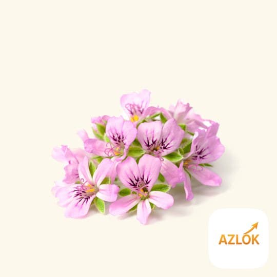 Rose Geranium Essential Oil - Image 1