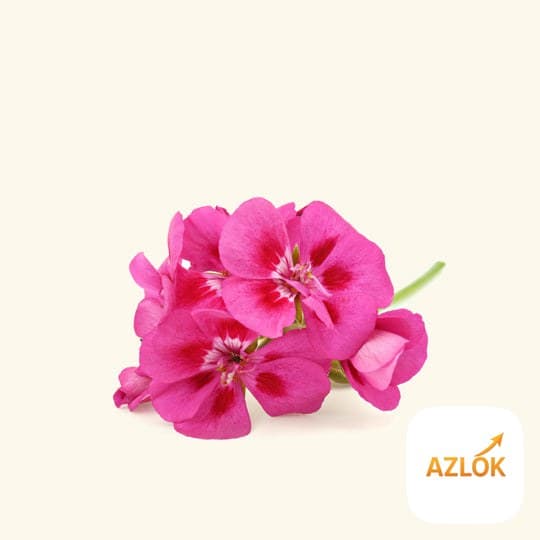 Rose Geranium Massage Oil - Image 1