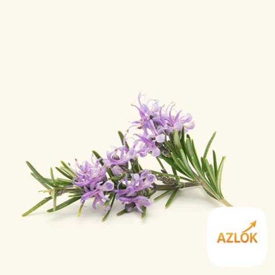 Rosemary Essential Oil - Image 1
