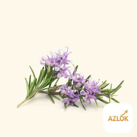 Rosemary Liquid Extract - Image 1
