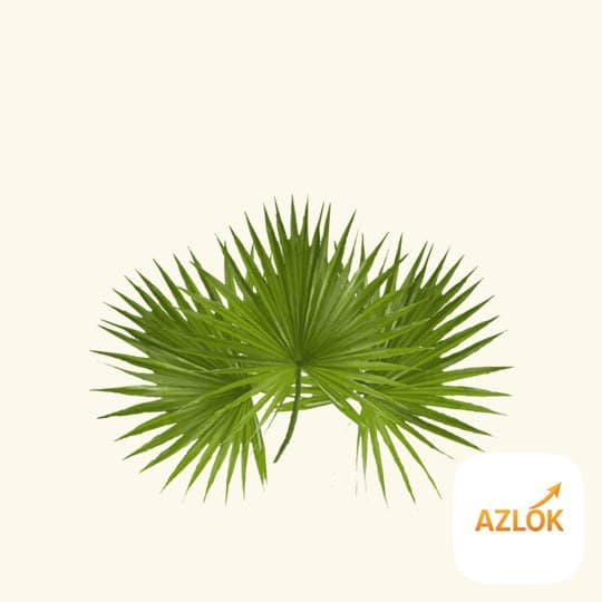 Saw Palmetto Essential Oil - Image 1