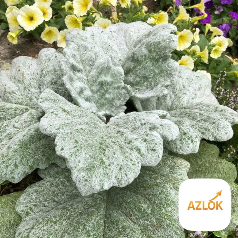 Silver Sage Fragrance Oil - Image 1