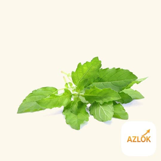 Sweet Basil Essential Oil - Image 1
