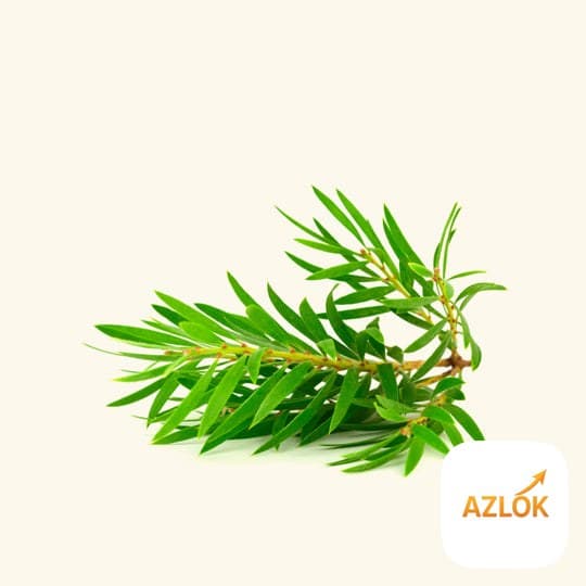 Tea Tree Essential Oil - Image 1