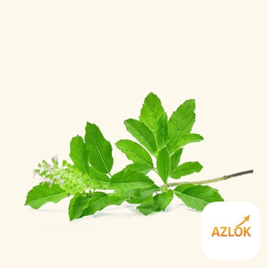 Tulsi Fragrance Oil - Image 1