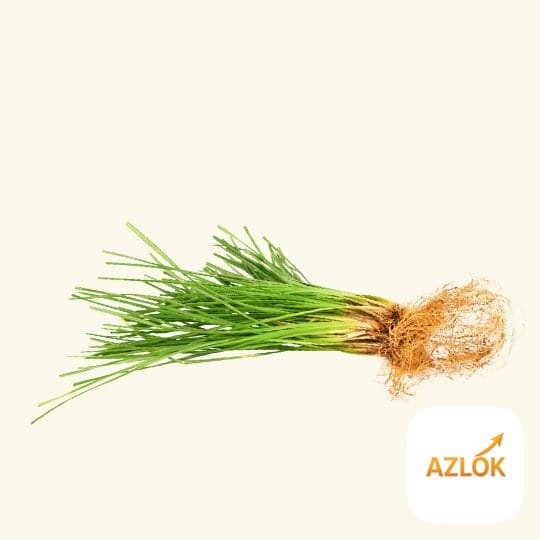 Vetiver Essential Oil - Image 1