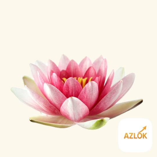 Water Lily Fragrance Oil - Image 1
