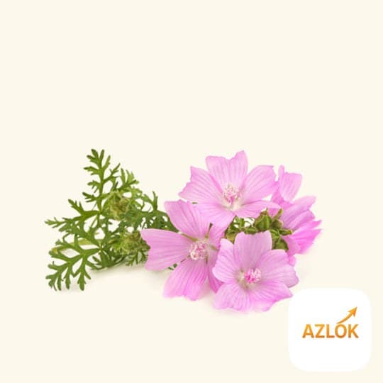 Wild Musk Fragrance Oil - Image 1