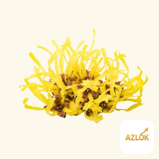Witch Hazel Liquid Extract - Image 1