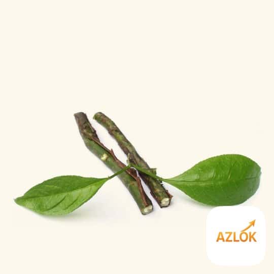 Amyris Essential Oil