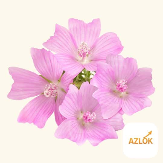 Ayur Musk Fragrance Oil